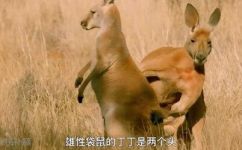 动物界的繁殖方法(动物界繁殖的五种方法，你知道吗？)