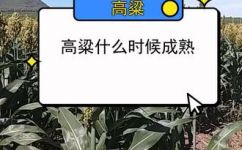 高粱果几月份成熟(高粱果成熟时间 )