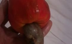腰果生吃有毒吗(腰果能生吃吗？生吃腰果有毒吗？解析腰果的食用方法)