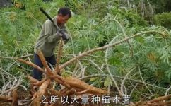 木薯有毒为什么还吃的原因(木薯为何有毒仍被食用？探究背后的原因)