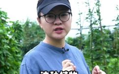 像灯笼一样的植物叫什么(什么是像灯笼一样的植物？种类及特征介绍)
