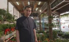 红掌的风水寓意摆放什么位置好(红掌的风水寓意及摆放位置良好之建议)