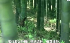竹子有种子吗怎么种竹子(种竹技巧竹子种子在哪？如何种植竹子？)