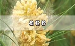 松花粉是什么松树的花粉(松花粉简介：了解松树的花粉是什么)