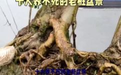 请问盆景什么是老桩(盆景爱好者必读：老桩是什么？为什么在盆景中如此重要？)
