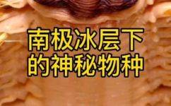 南极里有哪些生物(南极生物大揭秘这里隐藏着哪些珍稀生物？)