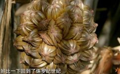 水椰子生长在什么地方(水椰子生长地点介绍)