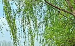 柳树的特点和外貌描写介绍(柳树特点和外貌描写详解，让你轻松认识柳树之美)