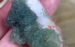 籽虾可以直接吃吗(可口可爱的籽虾，如何直接食用？)