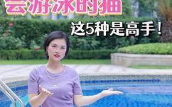 哪几种猫会游泳(哪些种类的猫咪会游泳？探讨猫咪的游泳能力)