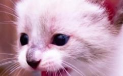 小猫出生几天过危险期(小猫出生后几天为危险期？如何安全照顾新生小猫？)