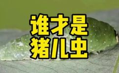 猪儿虫是什么意思和解释(解密猪儿虫的含义及详解，让你彻底了解它是什么)