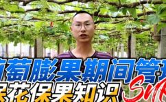 玫瑰香柑应该怎样种植(玫瑰香柑的种植技巧与注意事项，让您轻松打造花园果园)
