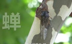 蝉的生活习性有哪些(蝉的生活习性解析)