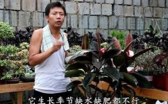 黑金刚怎么养及养殖方法(如何培育和养殖黑金刚：详细指南)