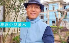 灌木植物有哪些(重磅解析园艺专家总结的常见灌木植物推荐)