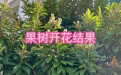 春天结果的水果有哪些(春季有哪些结果的水果可供选择？)