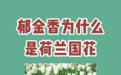 荷兰的国花是什么花郁金香(荷兰国花是什么？一起来了解荷兰的郁金香)