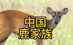 鹿科动物有哪些(鹿科动物大全  探索鹿科动物的多样性和特点)