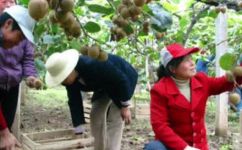 中国为什么不让种奇雅子(为什么中国禁止种植奇异果？探究生产与出口背后的原因)