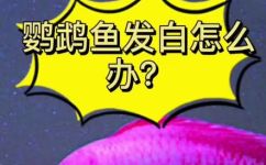 热带鱼鹦鹉身子变白了是怎么回事(解决热带鱼鹦鹉身体变白问题的方法)