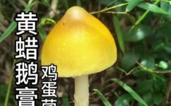 黄蘑菇有毒吗(黄蘑菇有毒性吗？如何鉴别黄蘑菇？)