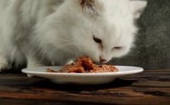 猫咪不能吃什么(猫咪饮食指南：哪些食物不能喂给猫咪？)