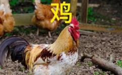 鸡是不是哺乳动物(鸡是哺乳动物吗？揭秘鸡类的哺乳特征)