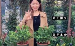 四季桔的养殖方法和注意事项(四季桔的种植技巧及注意事项，让你轻松成为桔农)