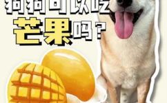 狗可以吃芒果吗(狗能吃芒果吗？芒果是否安全给狗食用？)