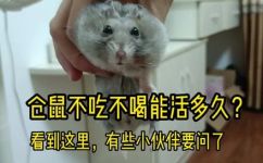 仓鼠不喝水能活多久(仓鼠不喝水能存活多长时间？如何确保宠物仓鼠健康的喝水习惯？)