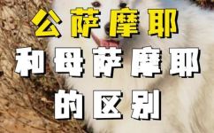 萨摩和萨摩耶的区别(萨摩犬和萨摩耶犬的区别 )
