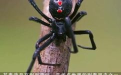 黑寡妇是什么意思和解释(黑寡妇是什么？了解黑寡妇的含义及解释)