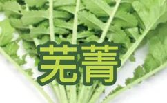 芜菁和萝卜的区别(芜菁 VS 萝卜详细比较，看看它们的异同有哪些？)