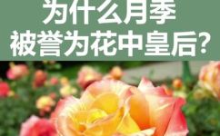 被称为花中皇后的是什么花(揭秘花中皇后：究竟是哪种花被赞誉为最美之花？)