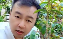 花叶焦边是什么原因(如何解决花叶焦边问题？掌握原因，全面了解)