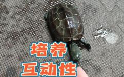 乌龟认识主人吗(如何建立乌龟与主人的情感联结？ )