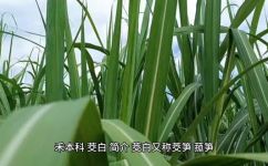 茭白俗称是什么(什么是茭白？常见称呼及营养价值介绍)