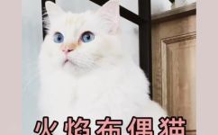 为什么火焰布偶猫便宜啊(解密火焰布偶猫为何价格亲民？)