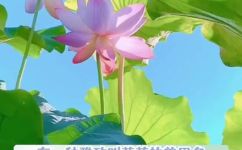 菡萏的寓意(探究菡萏的寓意：解读莲花中的文化象征)