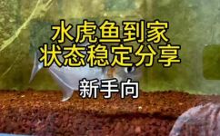 水虎鱼怎么养(水虎鱼养殖一定要知道的养鱼技巧)