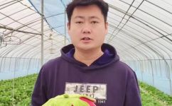 草莓季节是几月份吃(草莓季节什么时候吃最好？草莓品种采摘与保存技巧全解析)