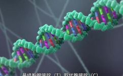 cas9蛋白相当于什么酶(解读CAS9蛋白，更容易理解基因编辑技术)