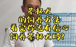 博美茶杯犬好养吗(养博美茶杯犬需要注意什么？如何让宠物更加健康快乐？)