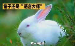 兔子有智商吗(探讨兔子的智商及行为特征，带你认识可爱的小动物)