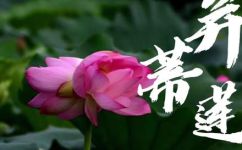 并蒂莲的意思是什么(探究并蒂莲的起源与含义)