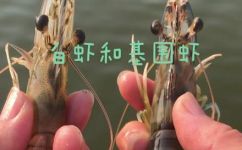 螺丝虾和基围虾的区别是什么(螺丝虾和基围虾有什么不同？区分方法和相关知识详解)