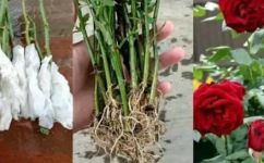 种植玫瑰花的方法是什么(如何正确种植玫瑰花？ 玫瑰花种植方法分享)