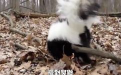 臭鼬是什么动物(深入了解臭鼬：臭鼬的生物特征及生活习性解析)