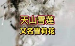 雪莲的功效(如何了解和充分利用雪莲的功效？)